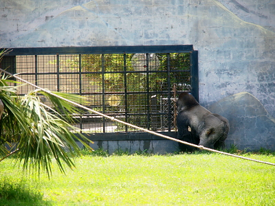 [In a cement wall is a window opening with bars and wires across it to keep the gorillas inside. A gorilla stands in the grass beside this window staring out of the exhibit.]